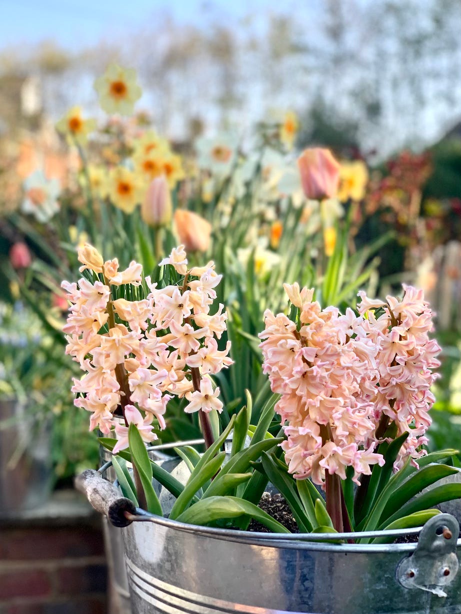 hyacinths in a metal steel bucket with daffodils