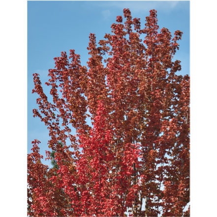 A tree with red leaves

Description automatically generated
