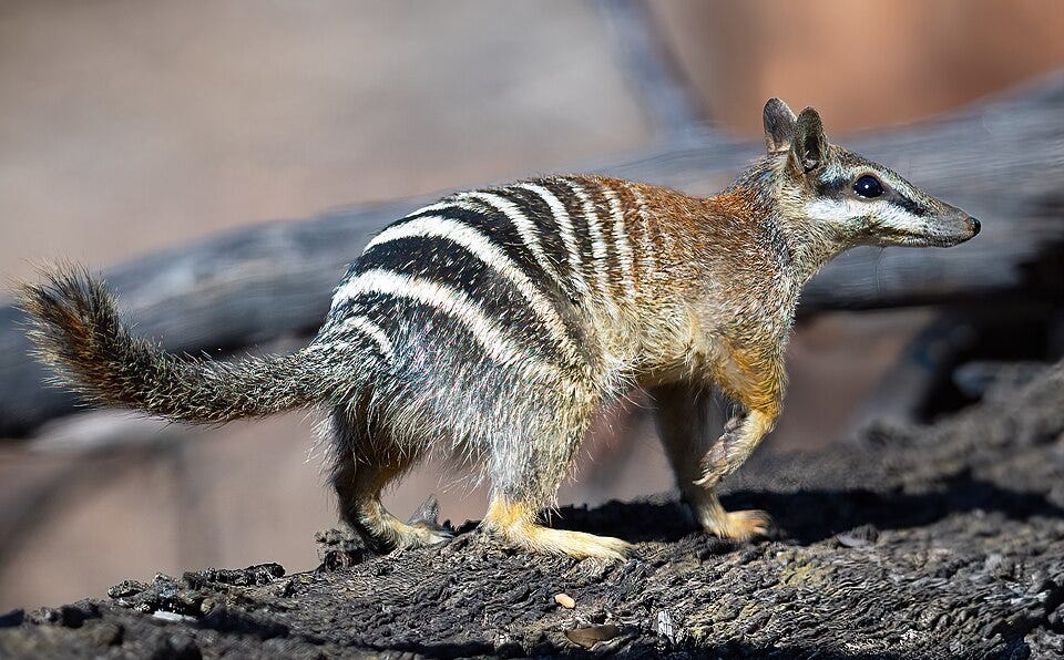 a sort of smiling squirrel/raccoon/dpg/rat hybrid, with black and white stripes and a long snout. but cute!