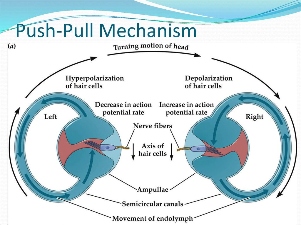 Unlocking the Mysteries of the Vestibular System - ppt download