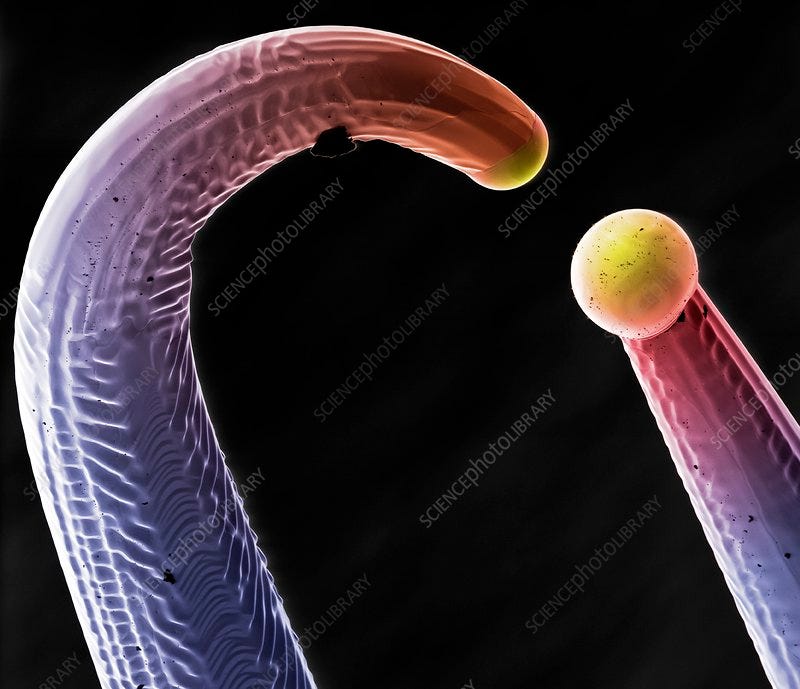 Blown tungsten filament, SEM - Stock Image - C017/7142 - Science Photo  Library