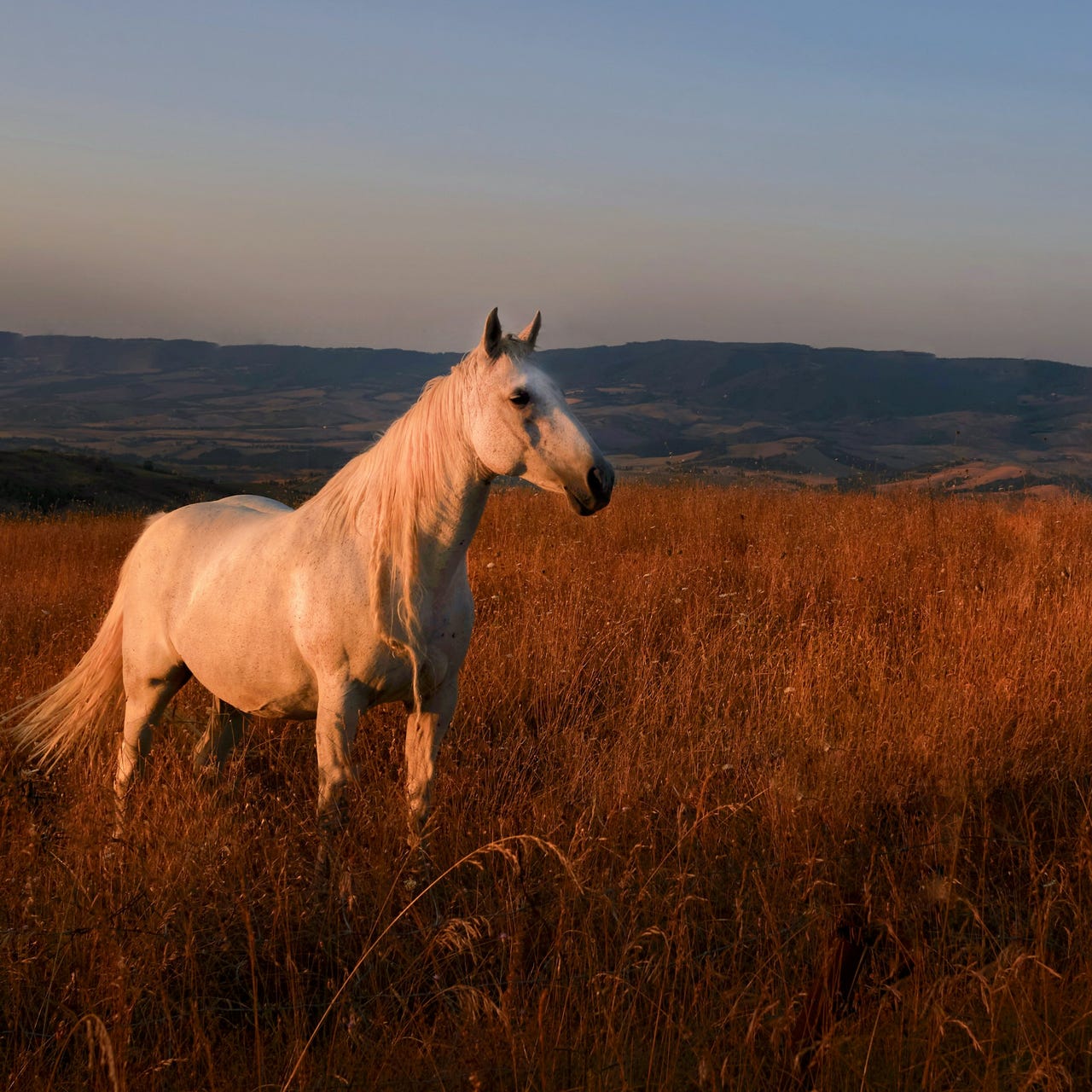 Organically Grown Writer
