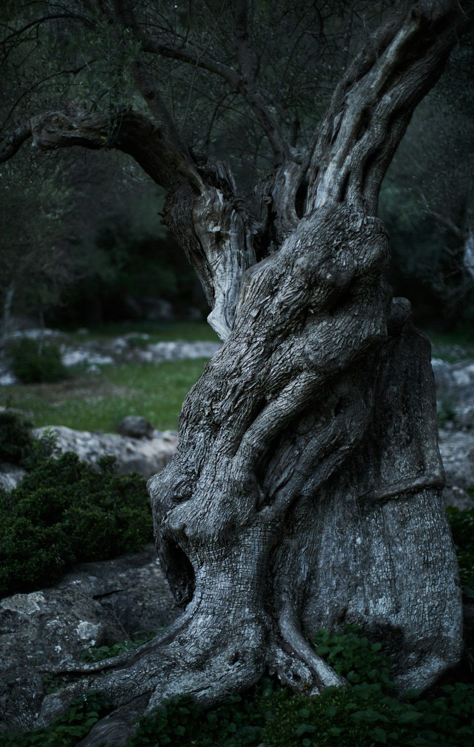 leafless tree surrounded by grass