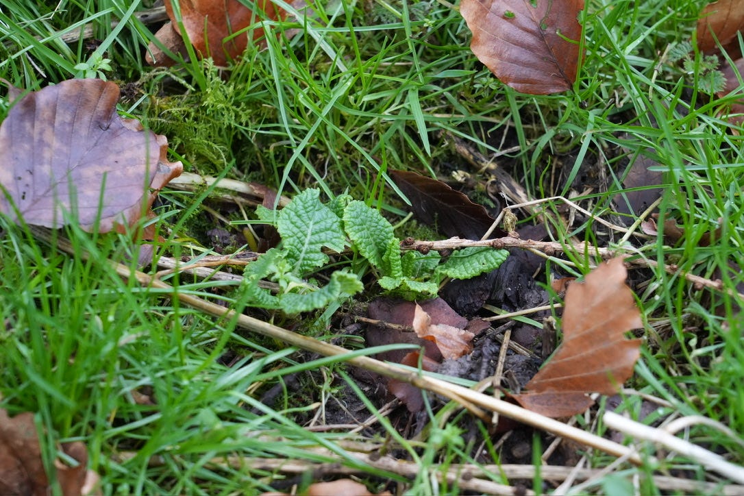 A primula division planted in the garden in autumn, Primula vulgaris A primula division planted in the garden in autumn, Primula vulgaris