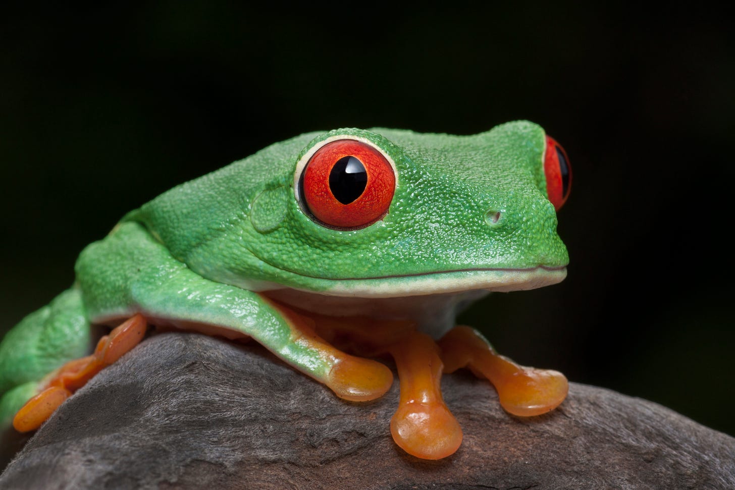 Close-up photo of a green tree frog with red eyes and orange feet against a black background