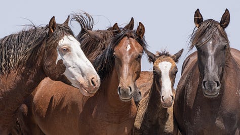 Wild Horses Arizona