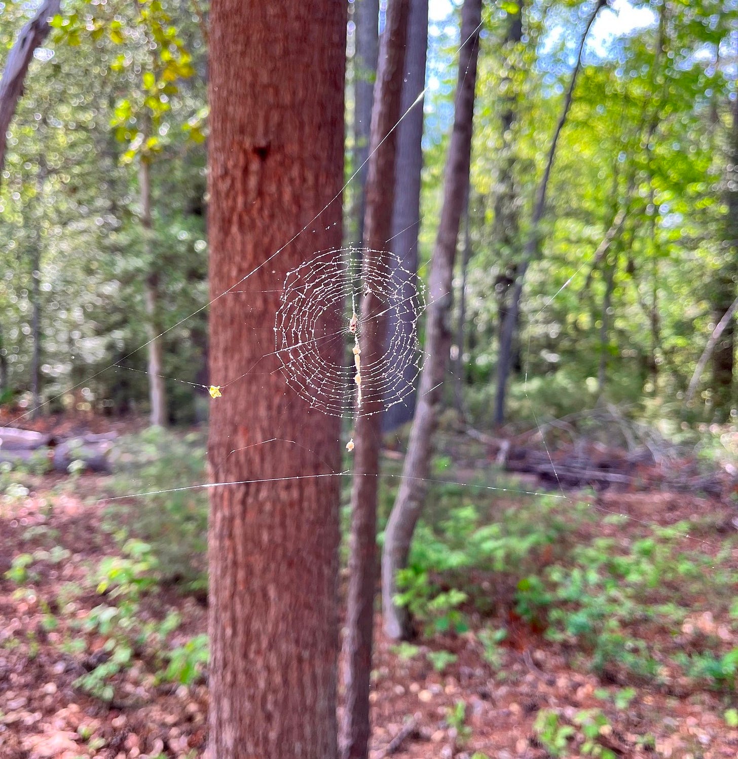  A small circular spider’s web that resembles tree rings contained in a triangle with young trees in the background