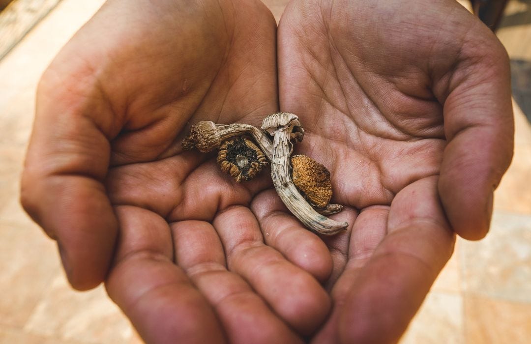 A man's hands are shown. He holds some dried mushrooms. They're a brown colour. A man's hands are shown. He holds some dried mushrooms. They're a brown colour.