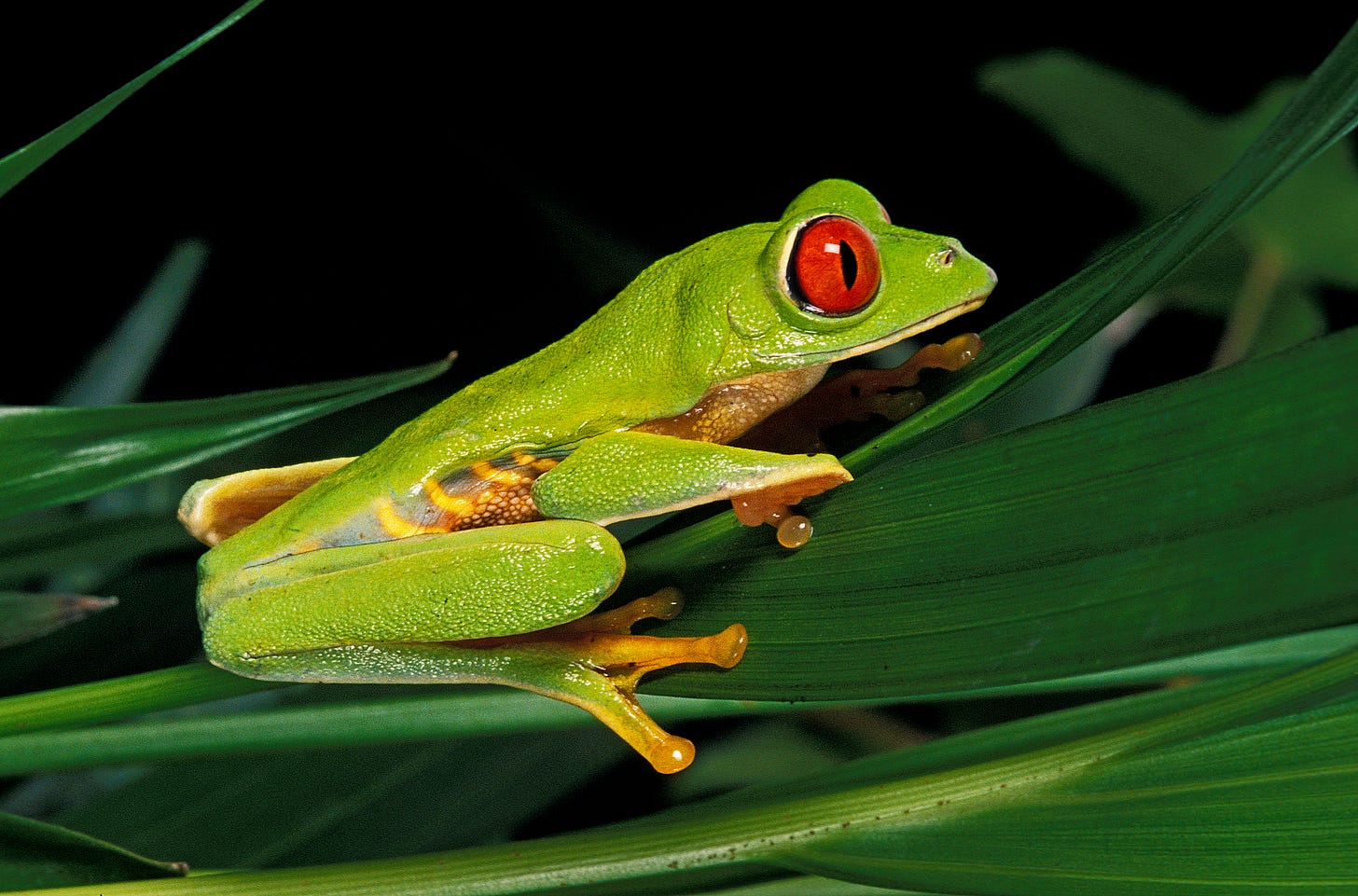 Green tree frog with red eyes and orange feet sitting on a bunch of leaves Green tree frog with red eyes and orange feet sitting on a bunch of leaves
