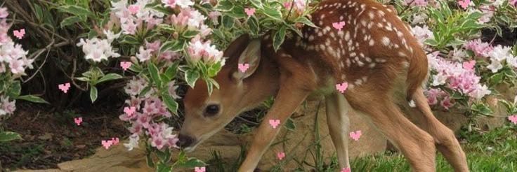 This may contain: a fawn is standing in the middle of some pink flowers