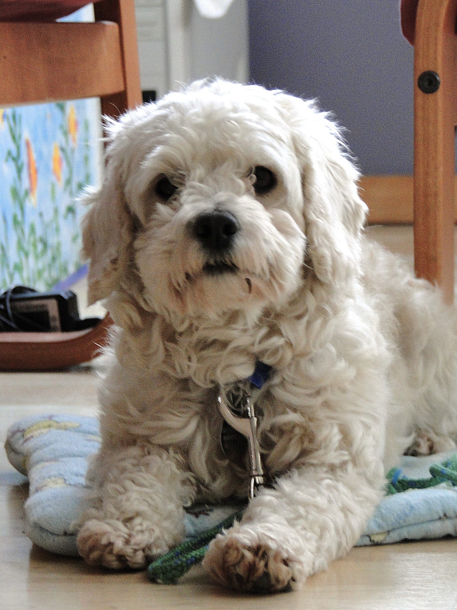 a small white dog sits on a wood floor