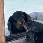 Rocky's Senior Recipe