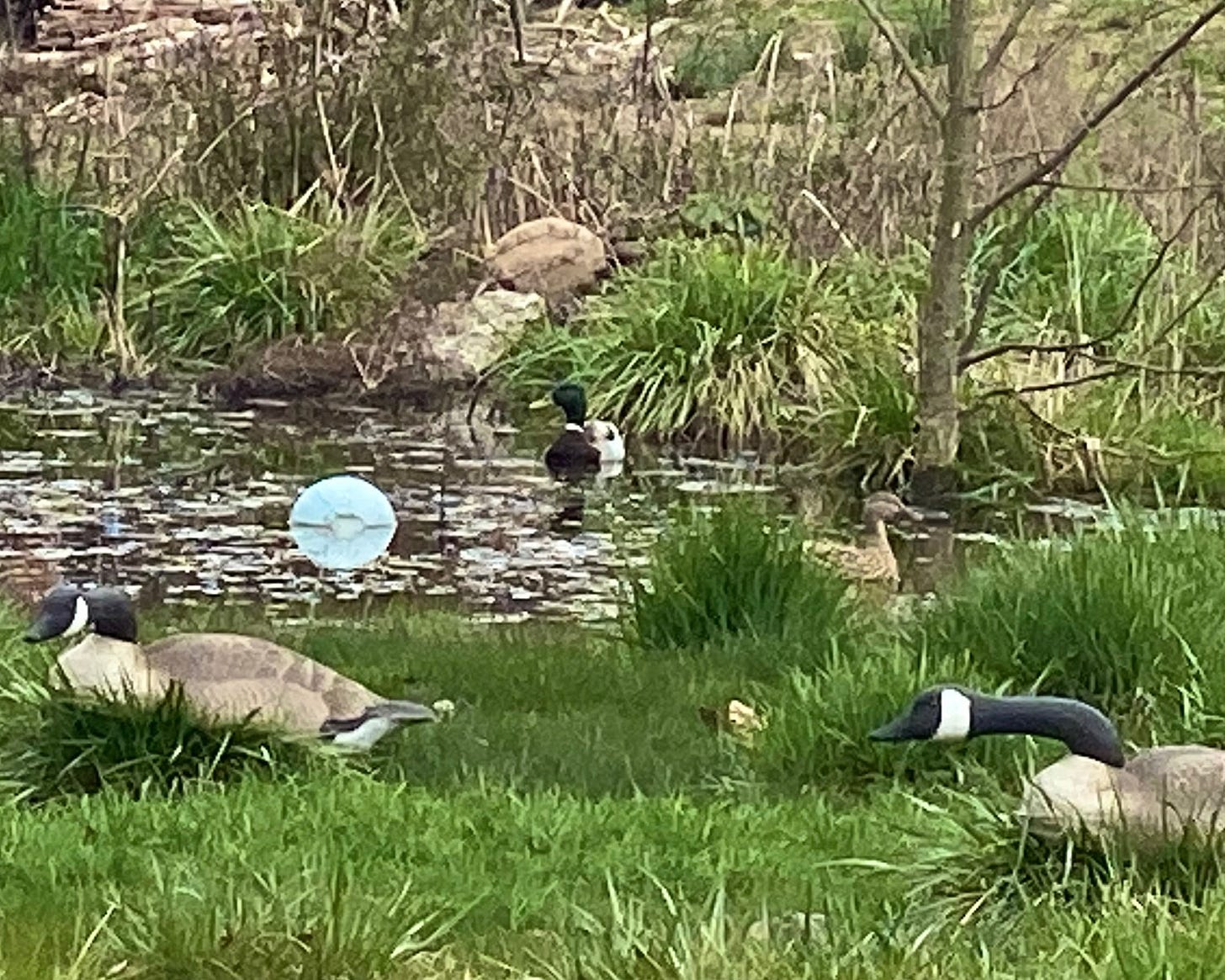 Goose decoys and mallard ducks