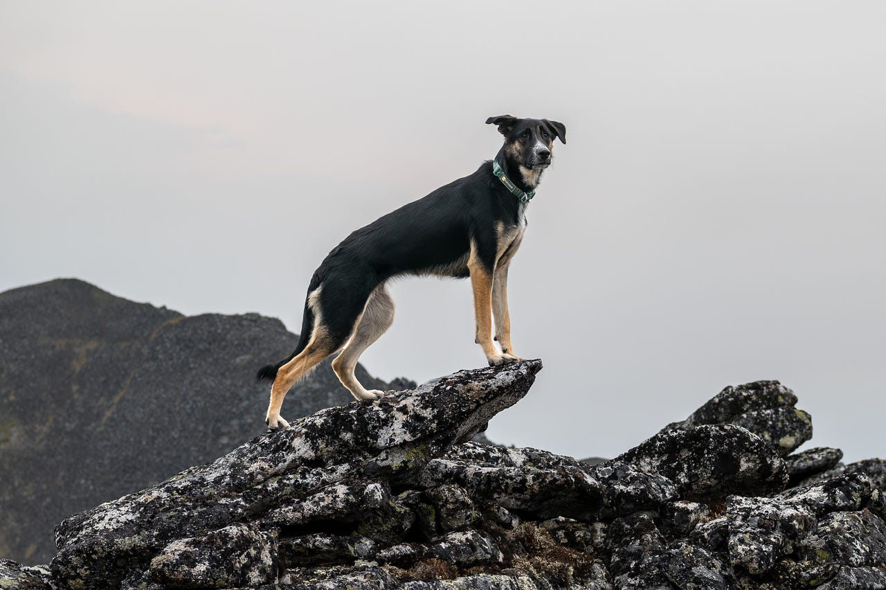 A black-and-tan dog in a collar stands in profile atop a jumble of lichen-covered summit rock, one paw forward on a jutting slab, ears up and alert against a soft pale grey sky, a dark ridge falling away behind.