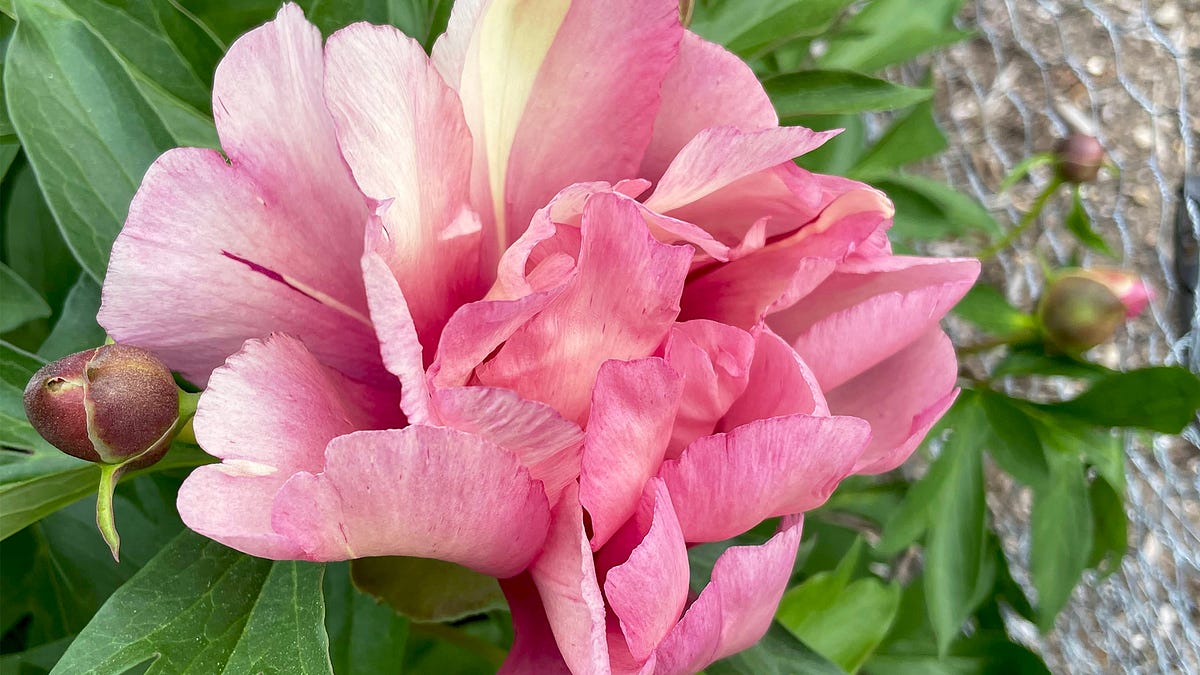 Garden Gram #23: Keiko, the 