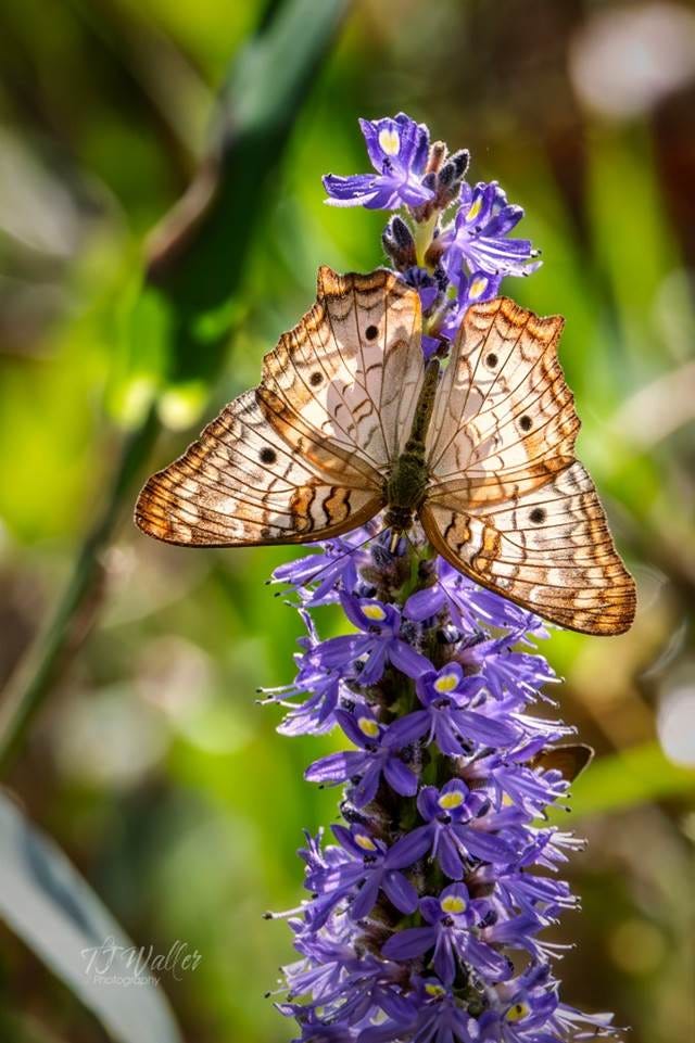 White Peacock Butterfly White Peacock Butterfly