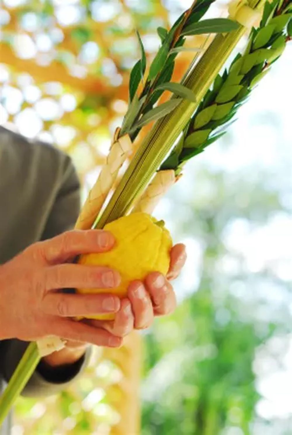 Photo of lulav and etrog in the hands of a man