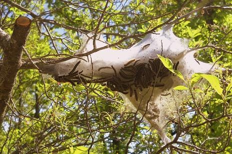 Forest tent caterpillars in southern Minnesota - March to Duluth begins! -  Perfect Duluth Day