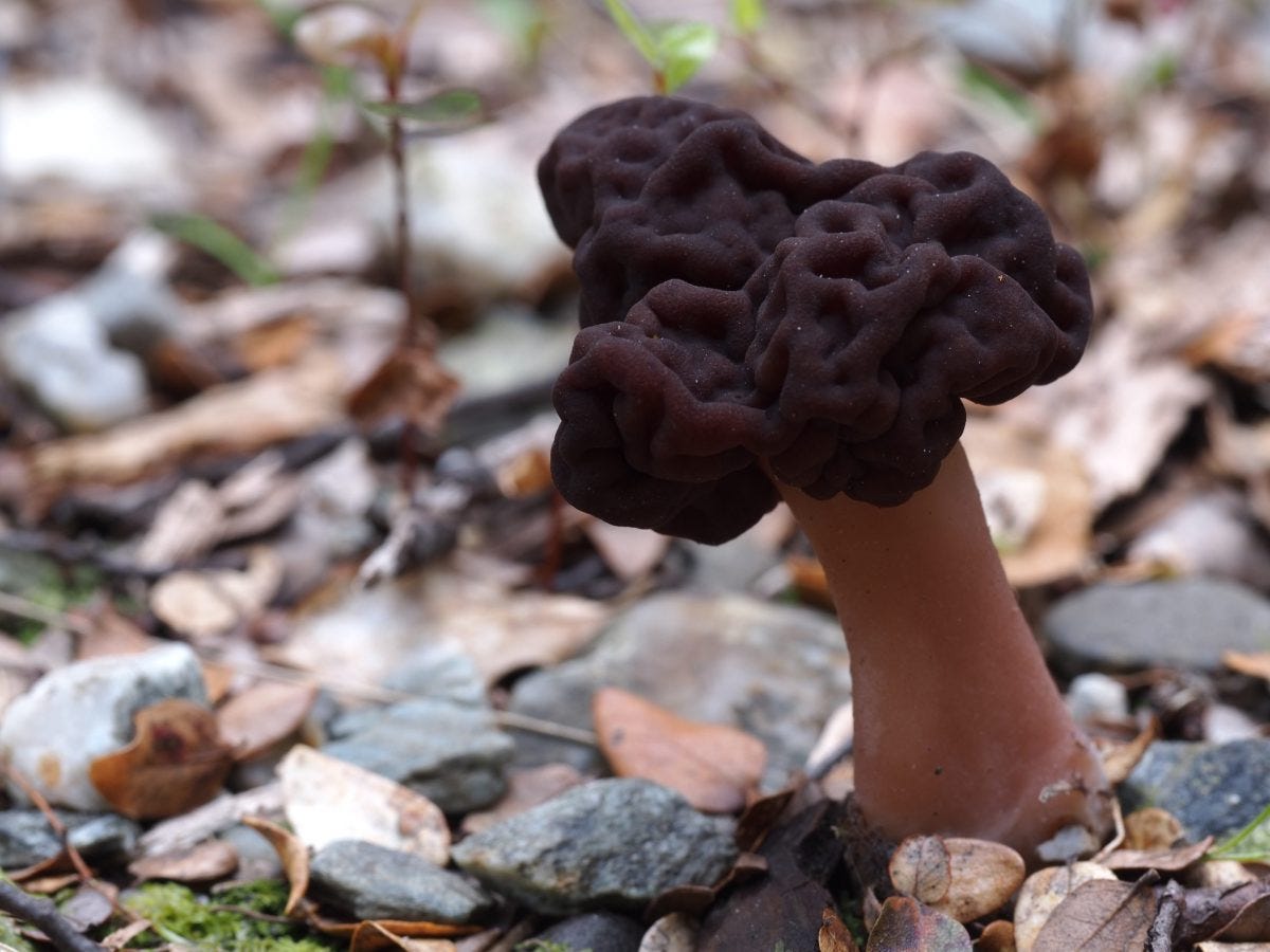 Gyromitra tasmanica