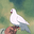 هَاجر's avatar
