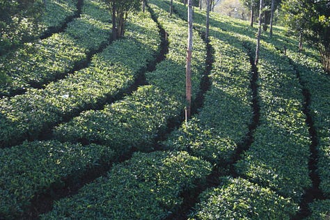 Images which show close-cropped rows of tea bushes with taller trees amongh them, as described in the text. Some are in full sun, some in evening light and some on the mist