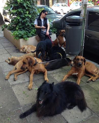 dogwalker in buenos aires
