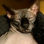 Christine Harris's avatar