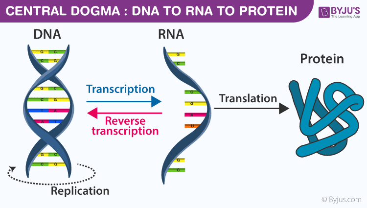 Central-Dogma-DNA-to-RNA-to-Protein.png Central-Dogma-DNA-to-RNA-to-Protein.png