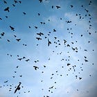 Scattered (A Blessing For The Skittish)