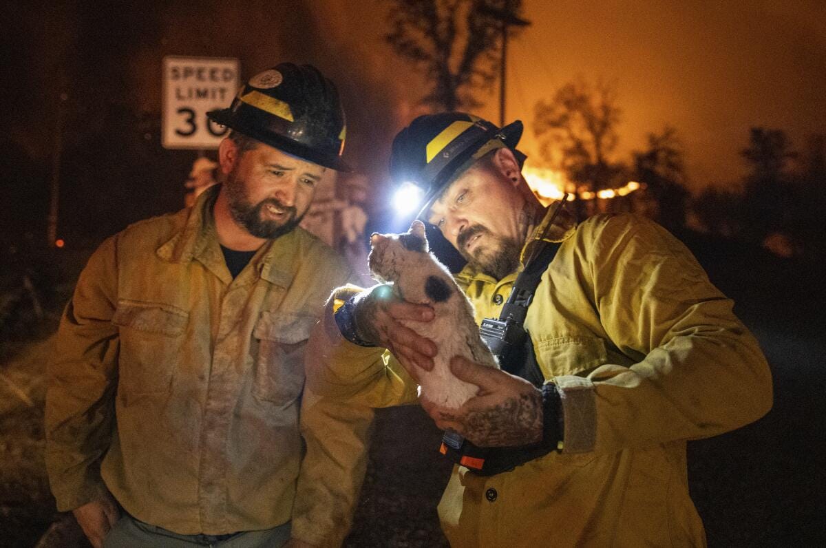Two private firefighters. One is holding a kitten Two private firefighters. One is holding a kitten