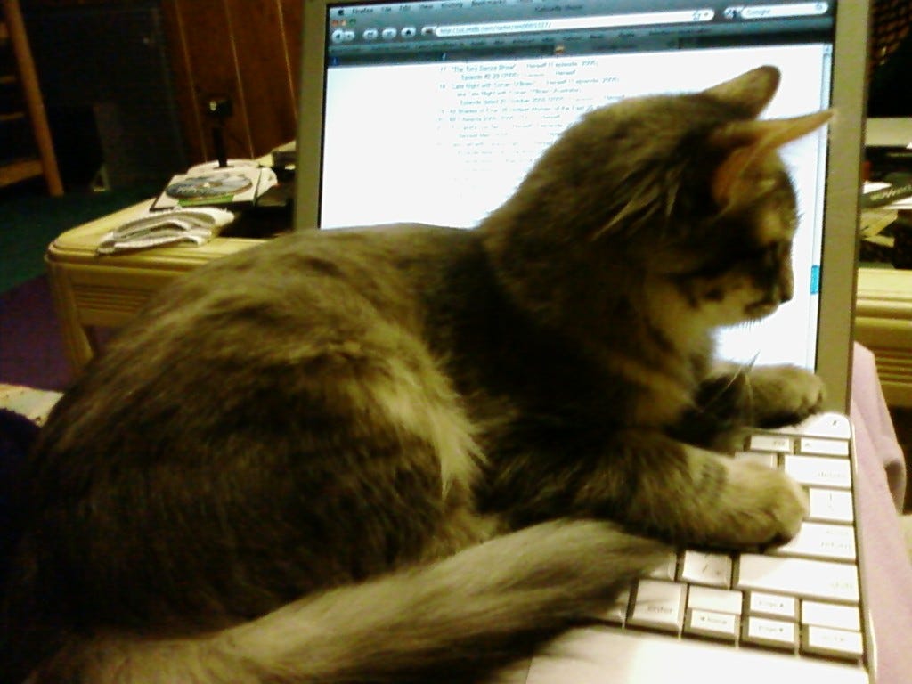 Kali_Nearly_Grown_Cats_Like_Computers Kali_Nearly_Grown_Cats_Like_Computers