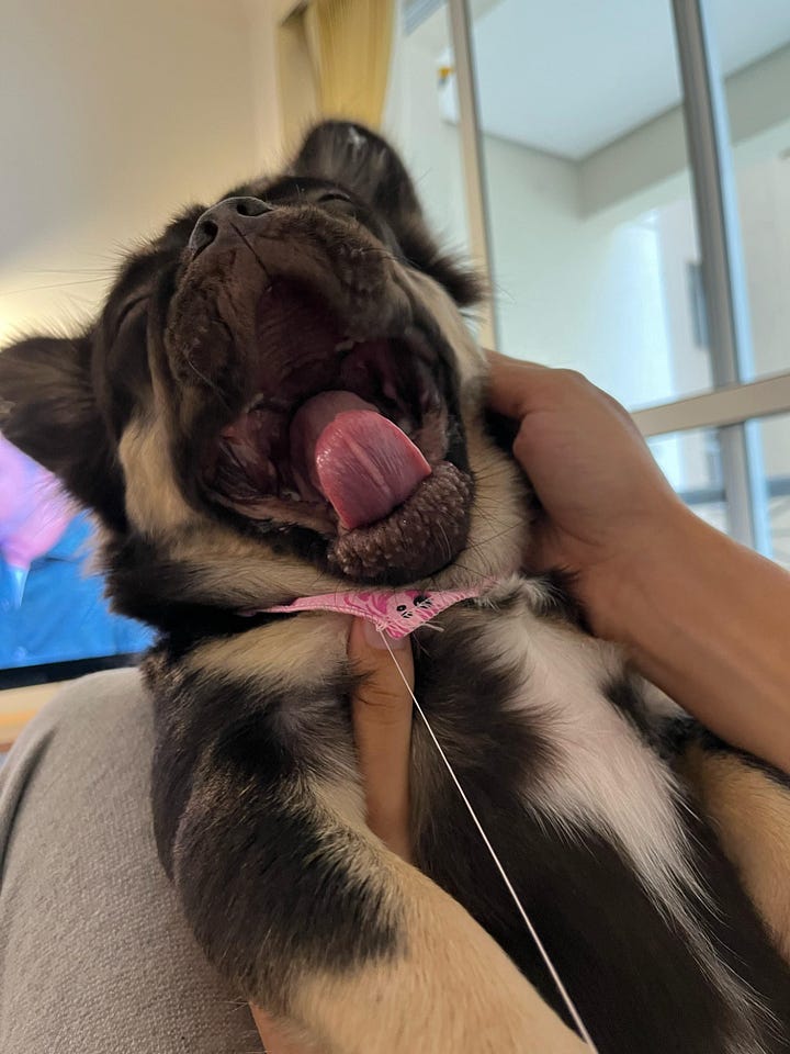 Fotos do cachorro de estimação de Natalia chamado Marrom em homenagem à Alcione e foto da autora quando criança