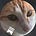 Sam King's avatar