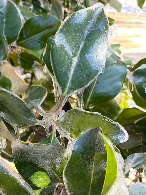 Image 1: close-up of sleet, which looks like a cluster of round balls of ice, Image 2: Landscape covers with sleet on them, Image 3: a human hand holding an oak leaf covered in a layer of ice, Image 4: leaves covered in a thin layer of ice, but the sun is shining on them, Image 5: the same leaves now without the ice covering them, Image 6: a hand holding the ice cast that had been on the leaves, Image 7: magnolia leaves covered in ice, Image 8: one of the leaves with the ice removed, Image 9: the ice cast of the magnolia leaf