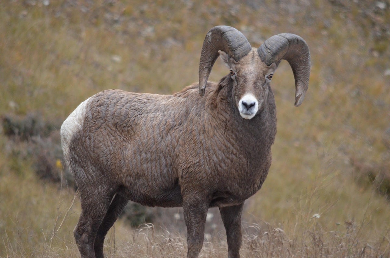 Free Big Horn Sheep Mountain Sheep photo and picture