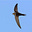 Marlowe's avatar