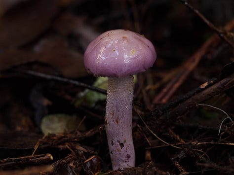 Phlegmacium sp. 'Eucalypt purple'