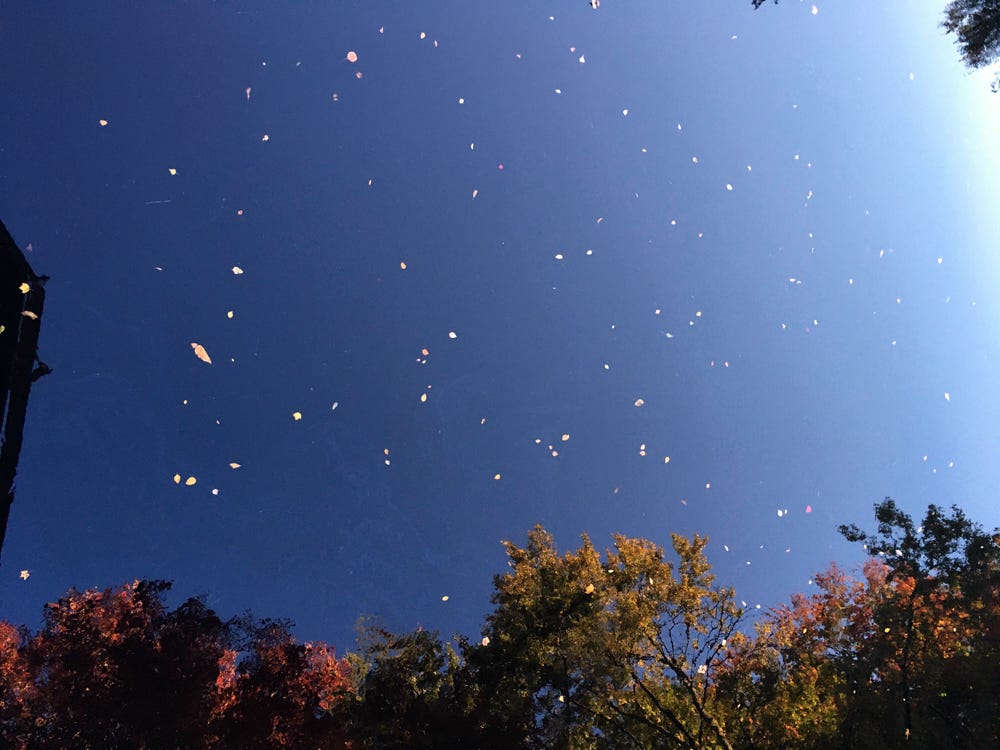 Most of the image is a gradient blue, with specks of gold across. At the bottom, the tops of trees are visible, their leaves turning color.