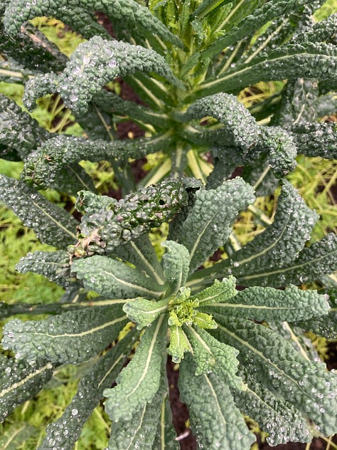 Assortment of vegetables grown in my kitchen garden