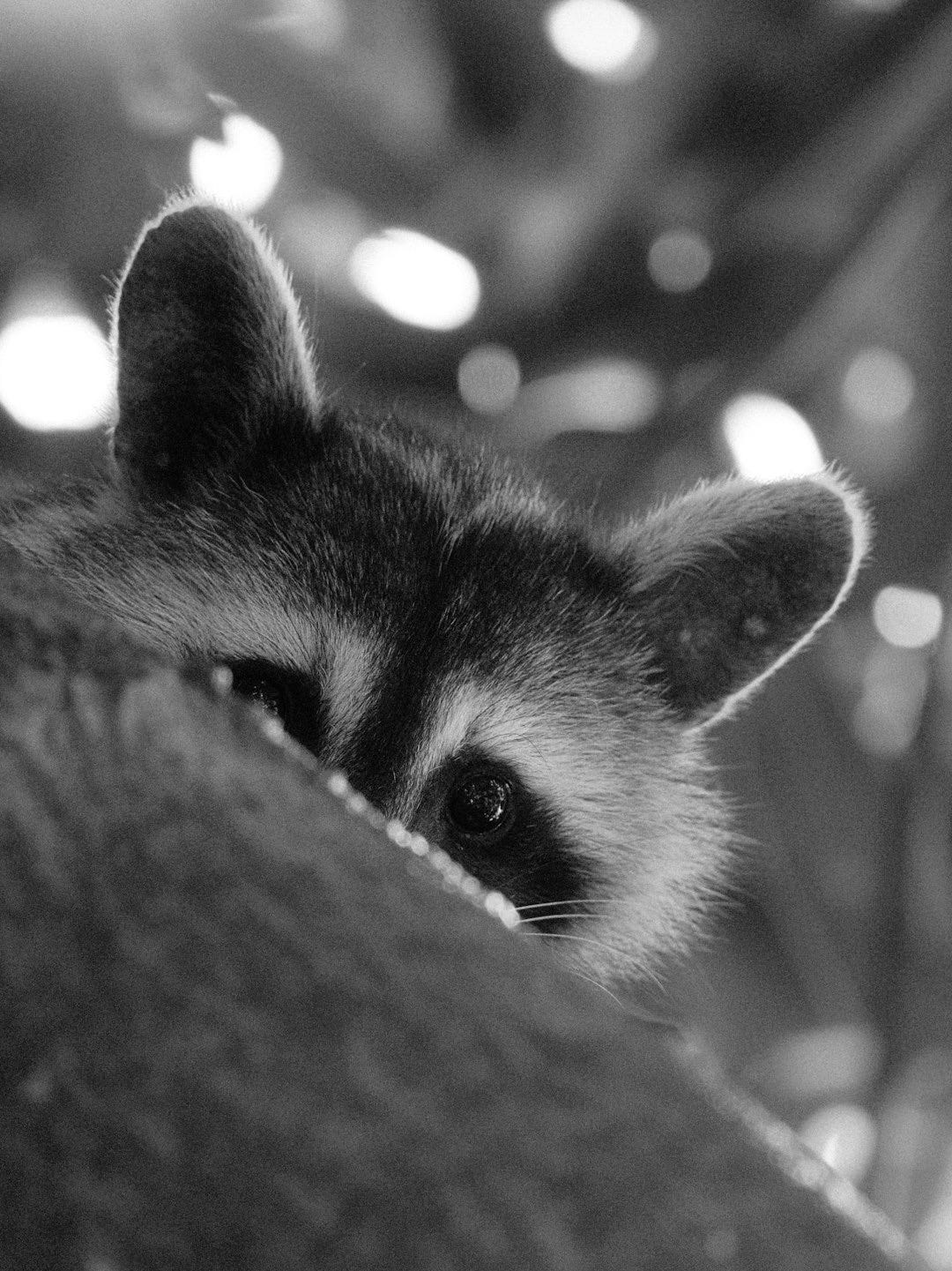 Raccoon peeking from behind a tree trunk. Raccoon peeking from behind a tree trunk.