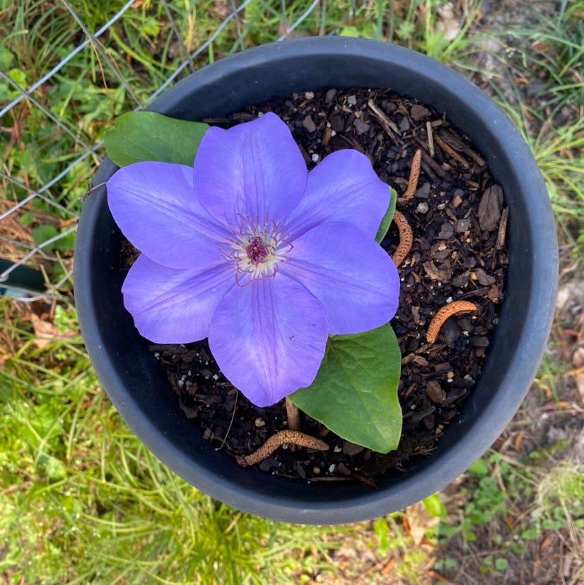 Back Stories: Karen Jacobs