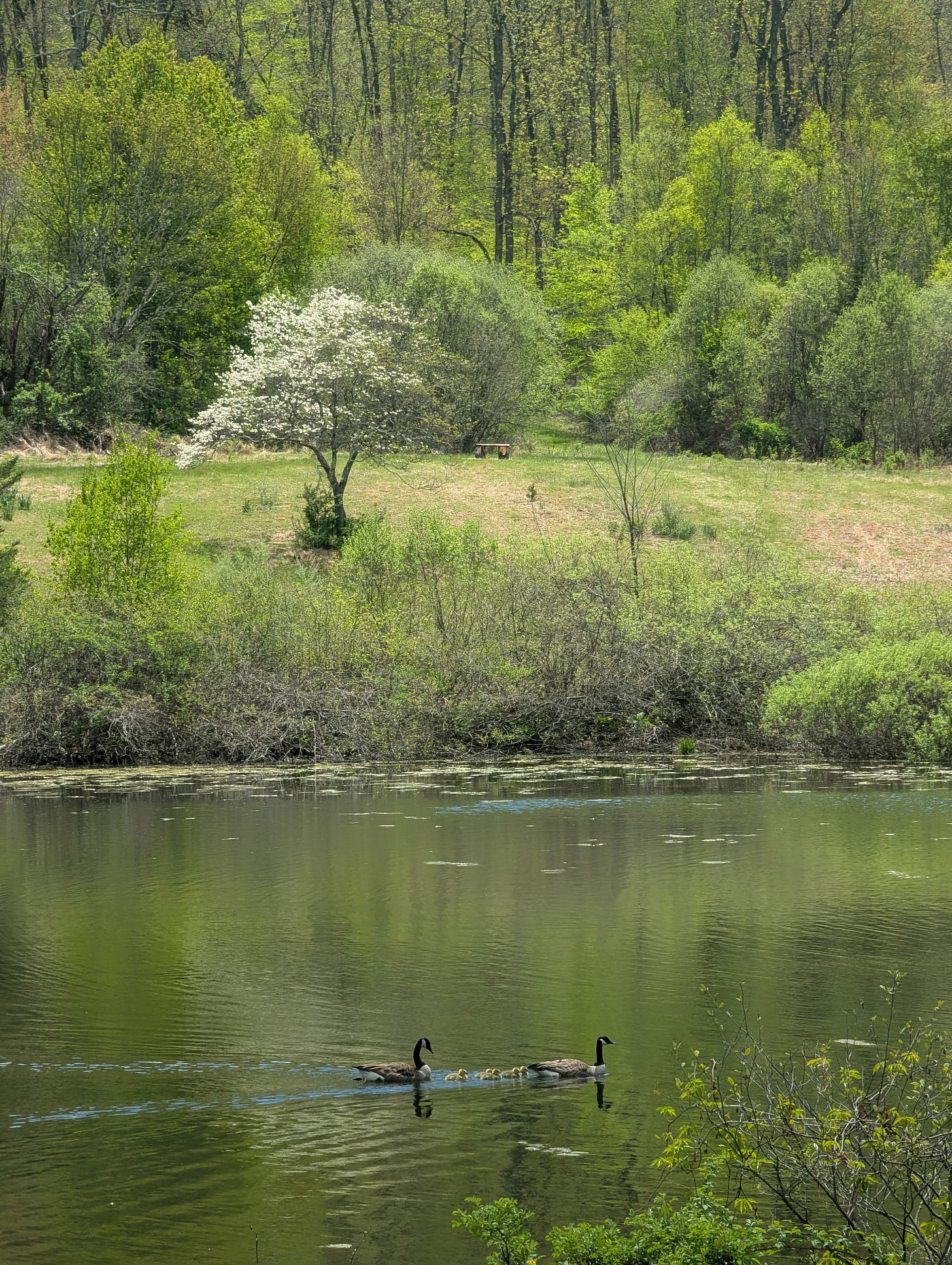 A peaceful spring landscape with a calm pond in the foreground. Two adult Canada geese are swimming across the water with several small goslings between them. The pond reflects the surrounding greenery. Beyond the water is a grassy clearing with a blooming white tree and dense bright-green forest rising behind it. A small bench sits near the center of the clearing.