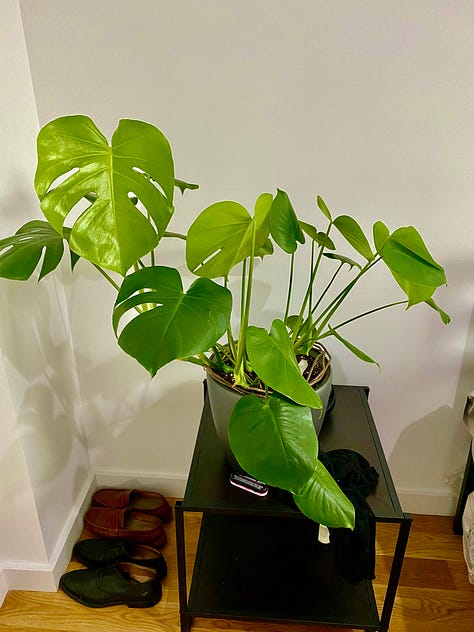 Monstera, Pothos, and Snake plants