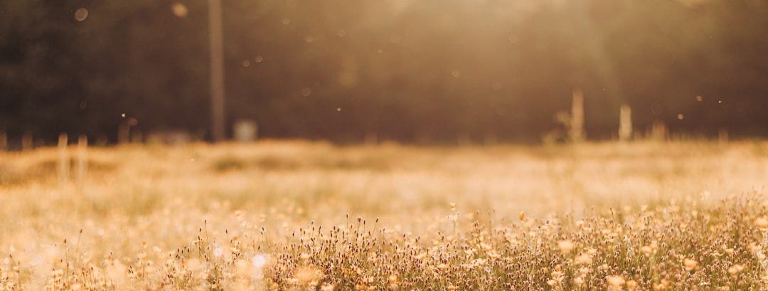 white flower field during daytime