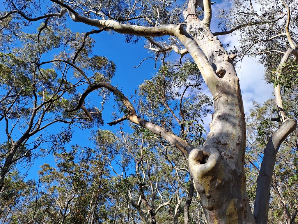 native habitat tree in the blue mountains native habitat tree in the blue mountains