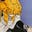 nudiegang's avatar