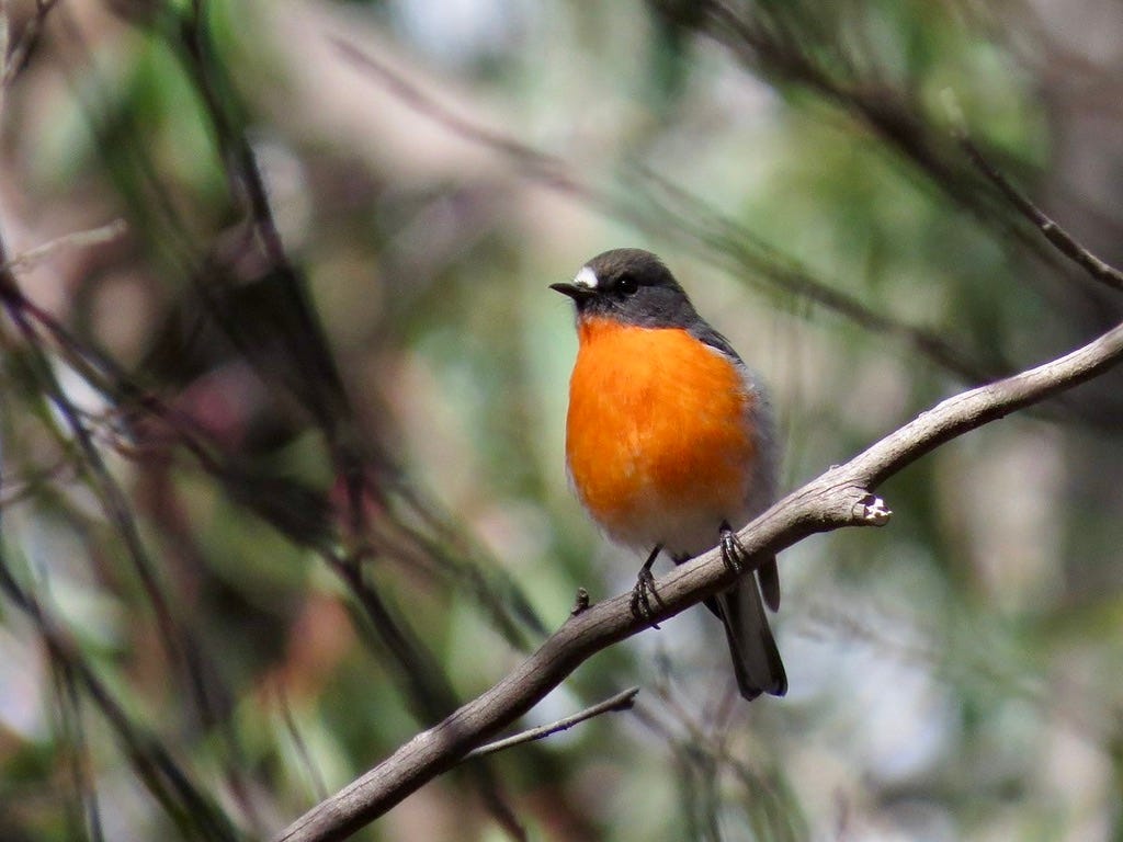 flame robin flame robin