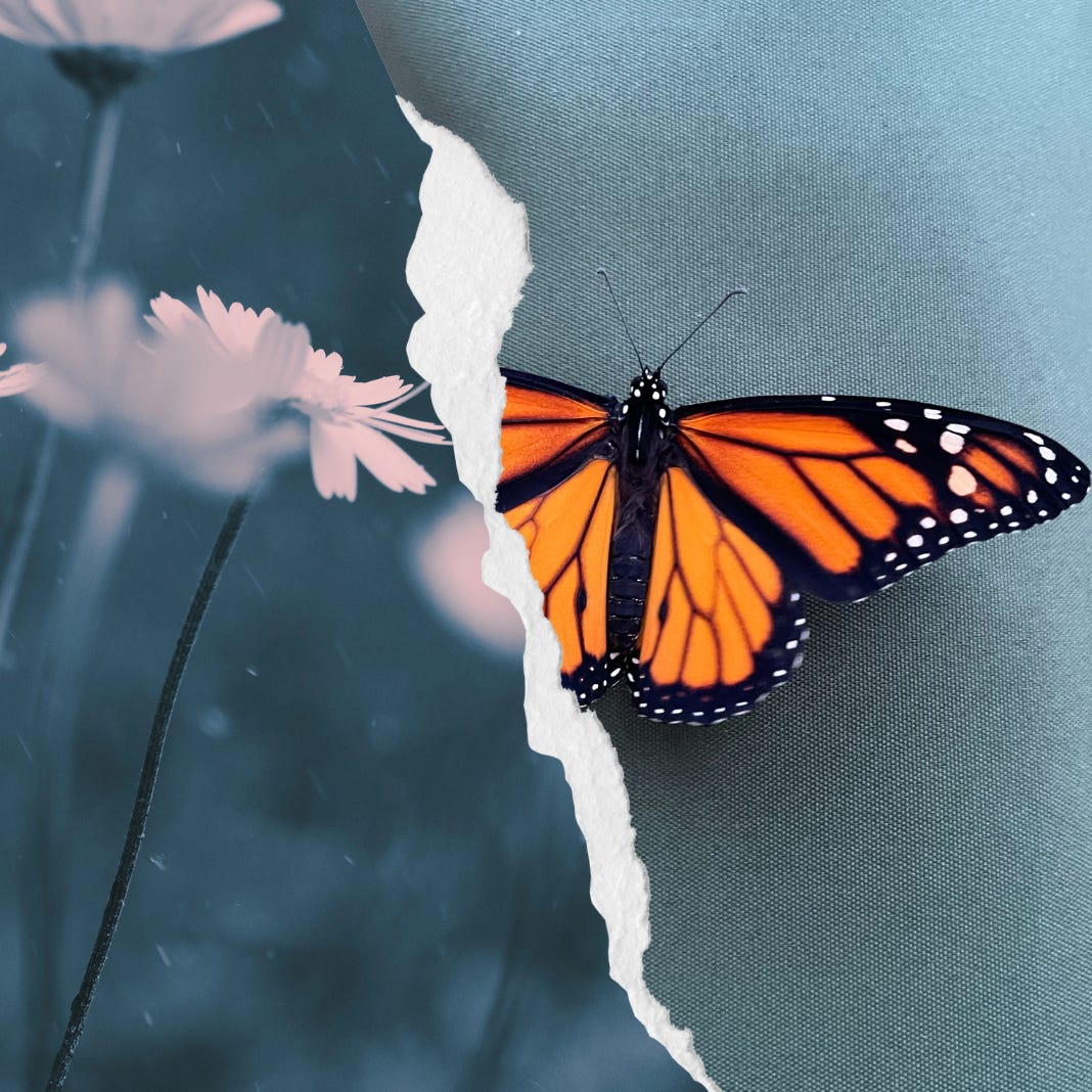 Photo collage showing an orange and black monarch butterfly resting on a light blue surface, alongside blurred pastel flowers on a dark teal background, separated by a torn paper effect.