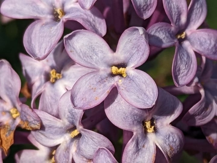 Almost macro close-up of light purple lilacs; darker purple cluster of lilacs