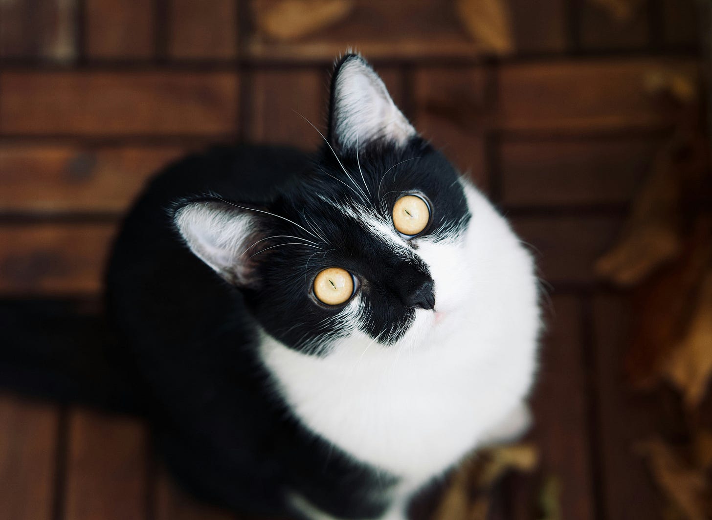 tuxedo cat